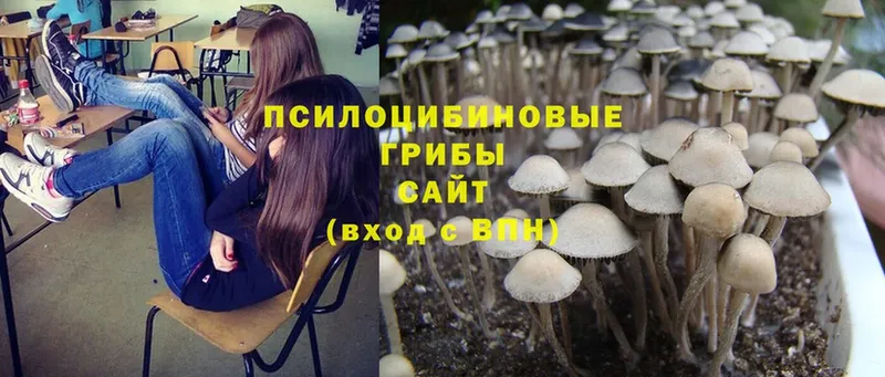 как найти   Ишимбай  Псилоцибиновые грибы Psilocybine cubensis 